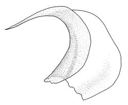 Cratoneuropsis relaxa, branch leaves. Drawn from T.W.N. Beckett 471, CHR 621716, C.D. Meurk s.n., 27 Nov. 1970, CHR 481321, and T.W.N. Beckett 507, CHR 621717.
 Image: R.C. Wagstaff © Landcare Research 2014 